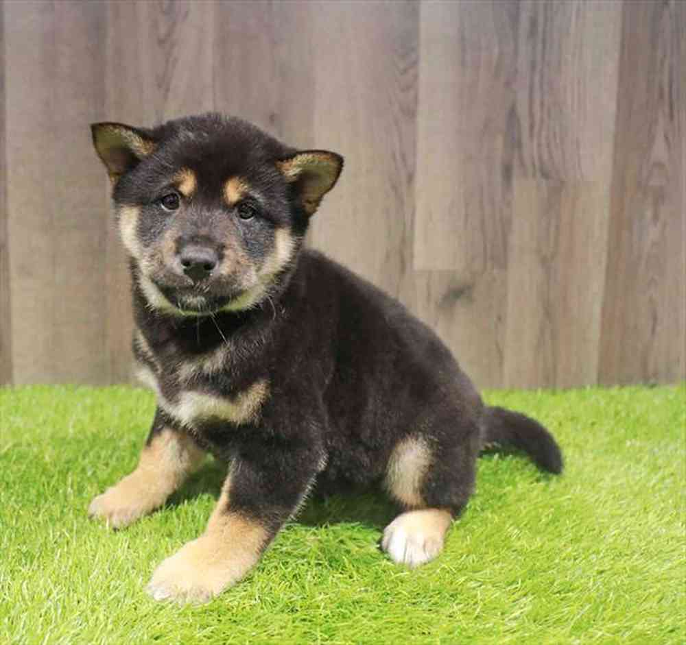 Male Shiba Inu puppy named Balto for sale at Waggles Charlotte.