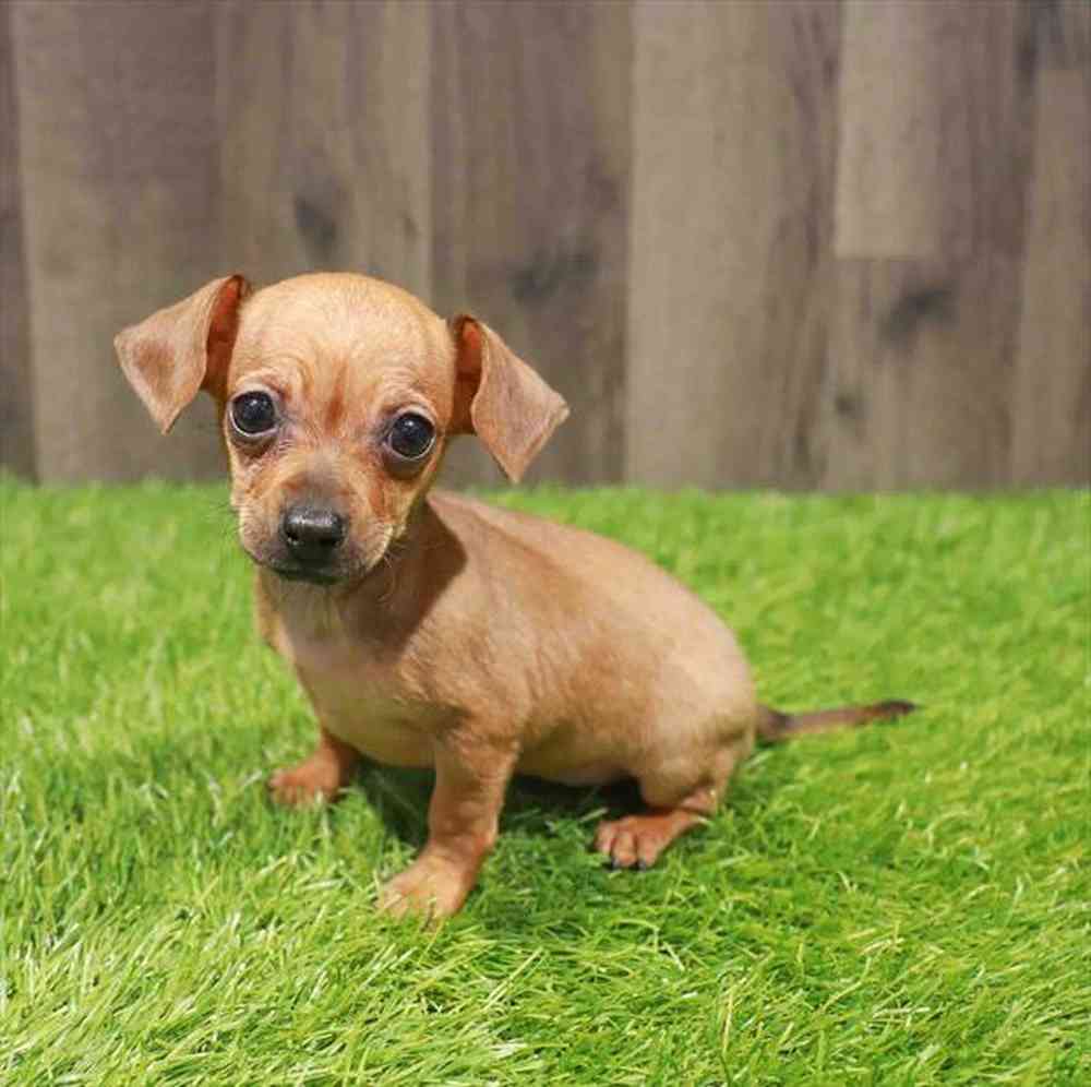 Female Chiweenie puppy named Linda for sale at Waggles Charlotte.