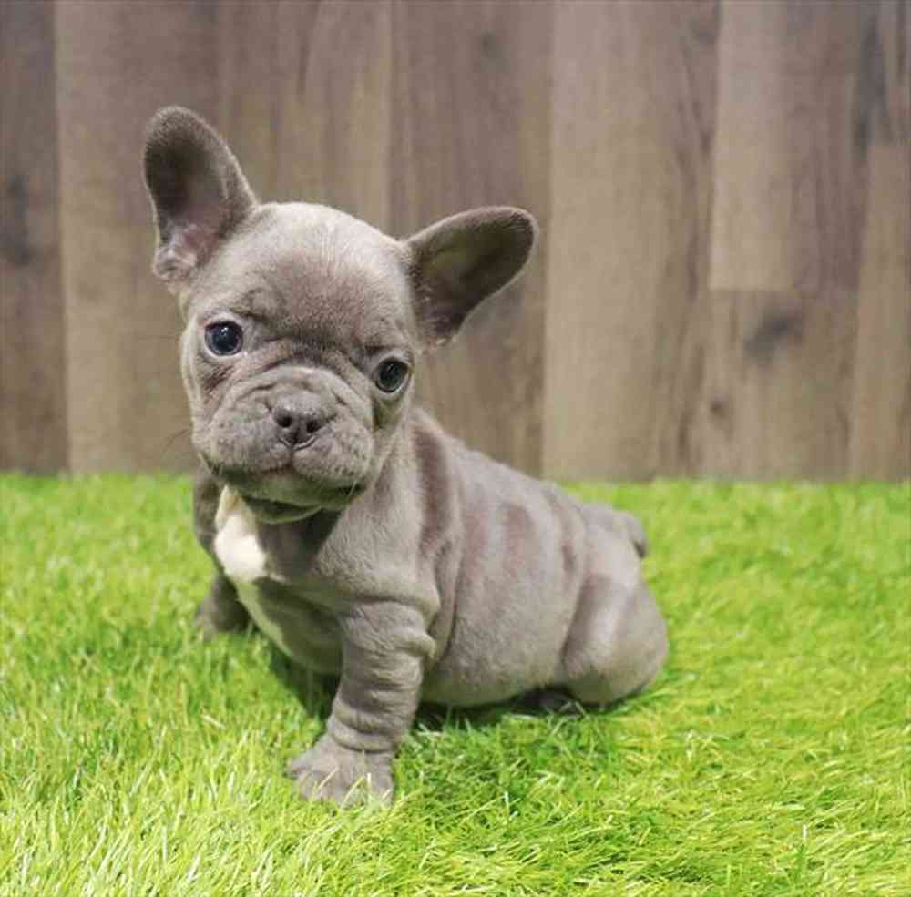 Female French Bulldog puppy named Brenda for sale at Waggles Greensboro.