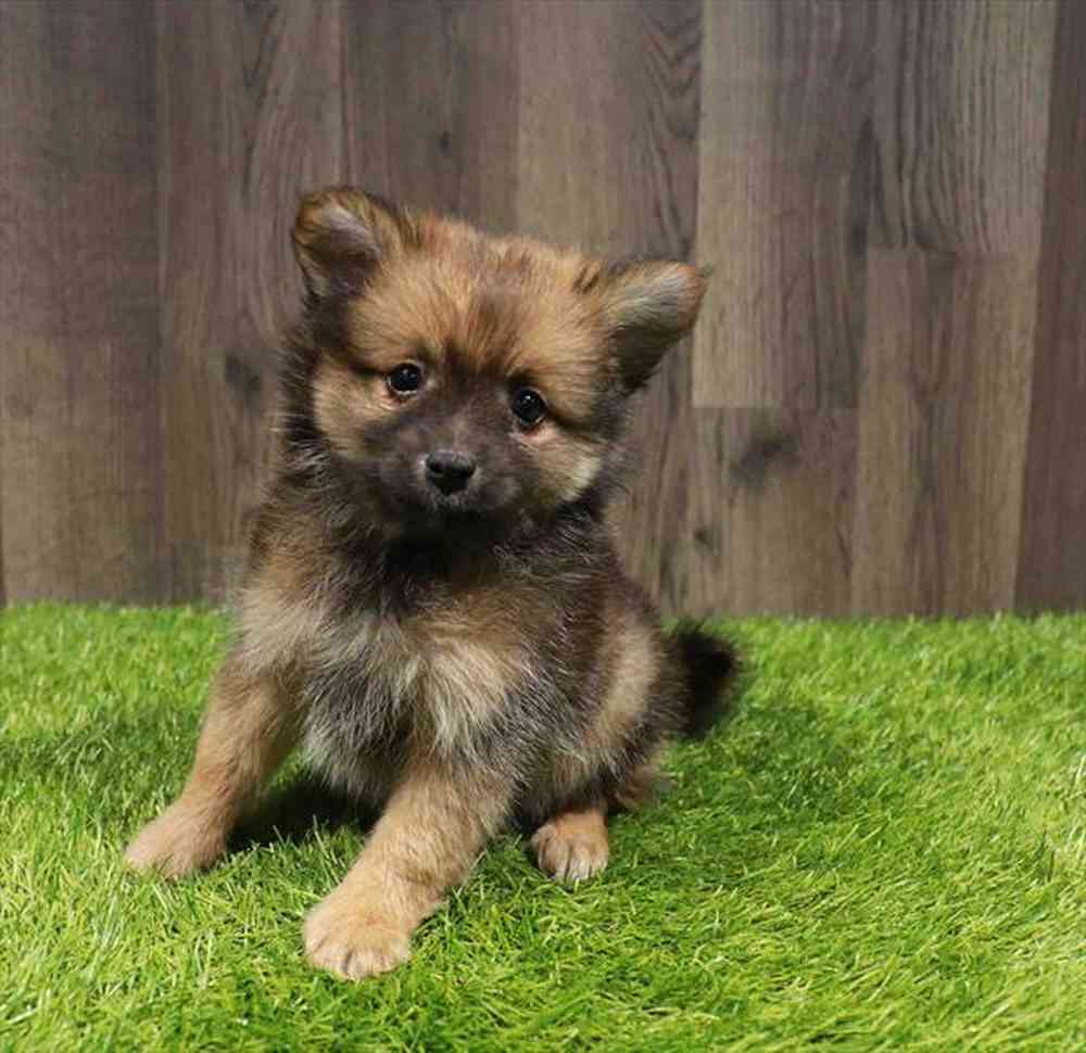 Male Pomeranian puppy named Colin for sale at Waggles Greensboro.