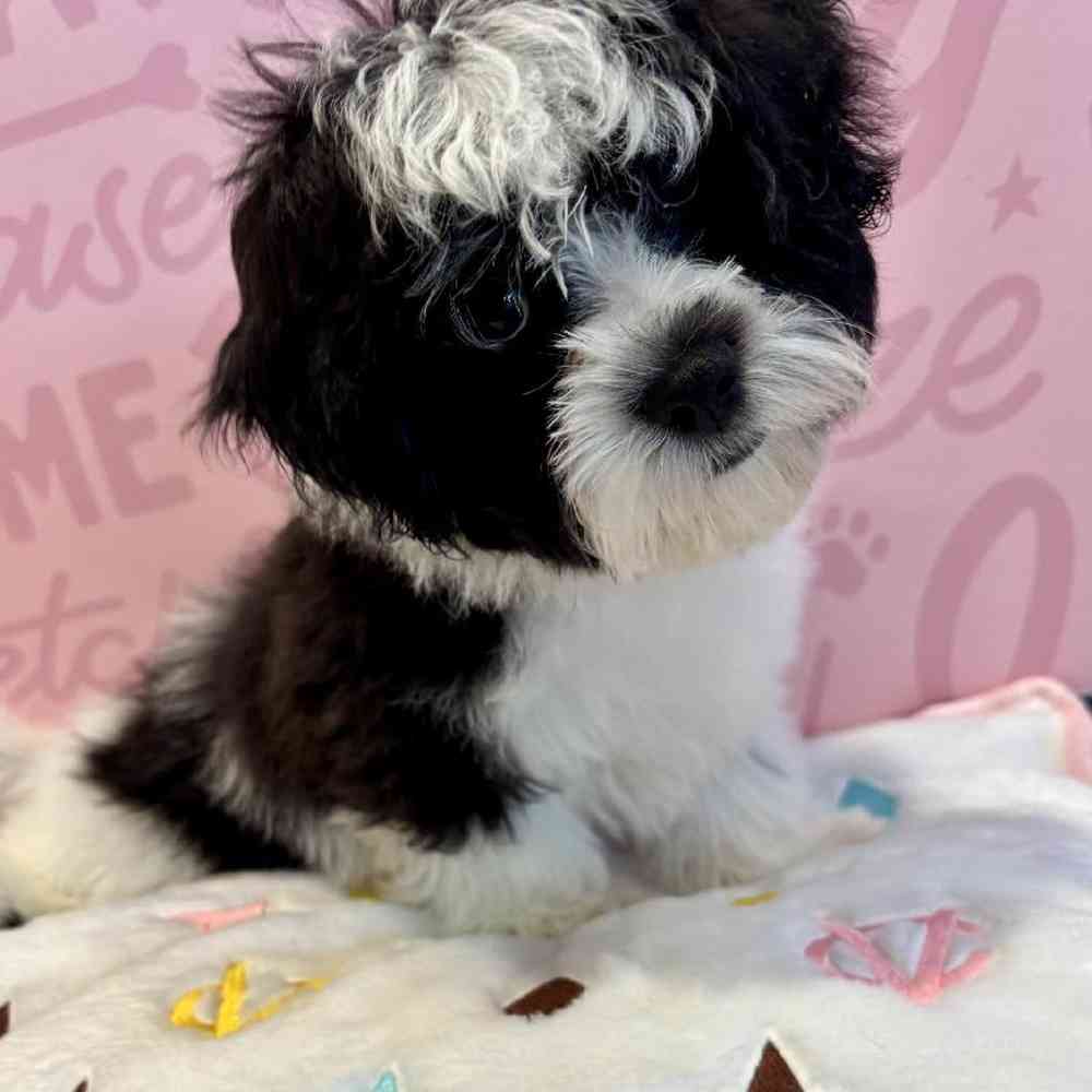 Male Bichapoo puppy named Tyler for sale at Waggles Greensboro.