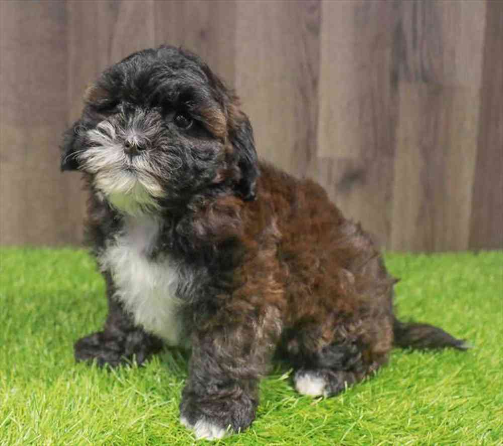Male Shipoo puppy named Zachariah for sale at Waggles Charlotte.
