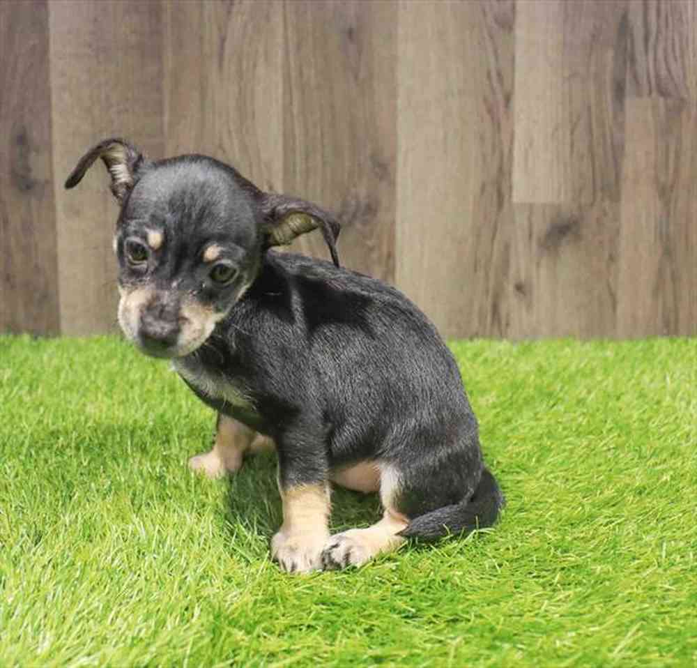 Female Chiweenie puppy named Helen for sale at Waggles Greensboro.