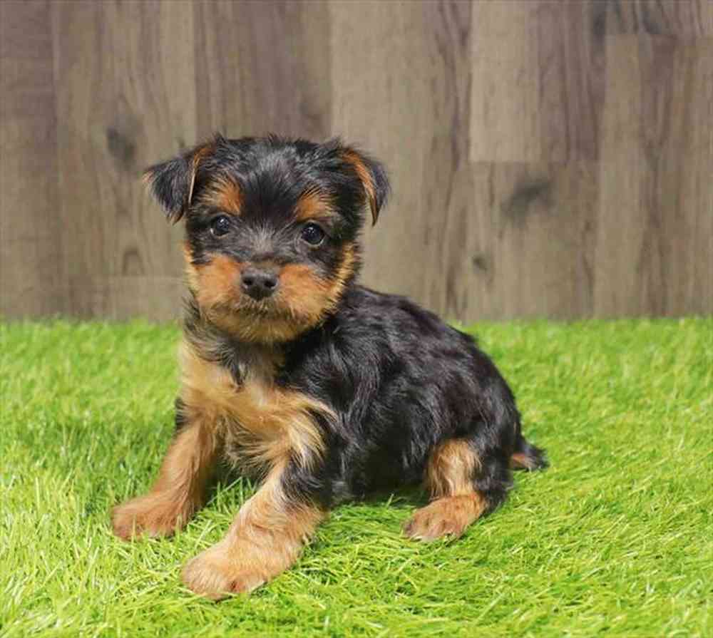 Female Yorkie puppy named Lydia for sale at Waggles Charlotte.