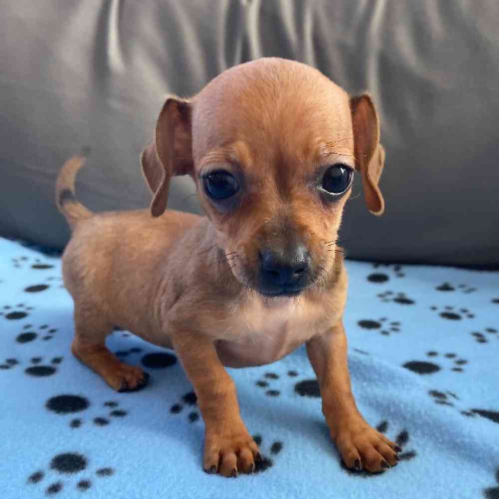 Female Chiweenie puppy named Linda for sale at Waggles Charlotte.