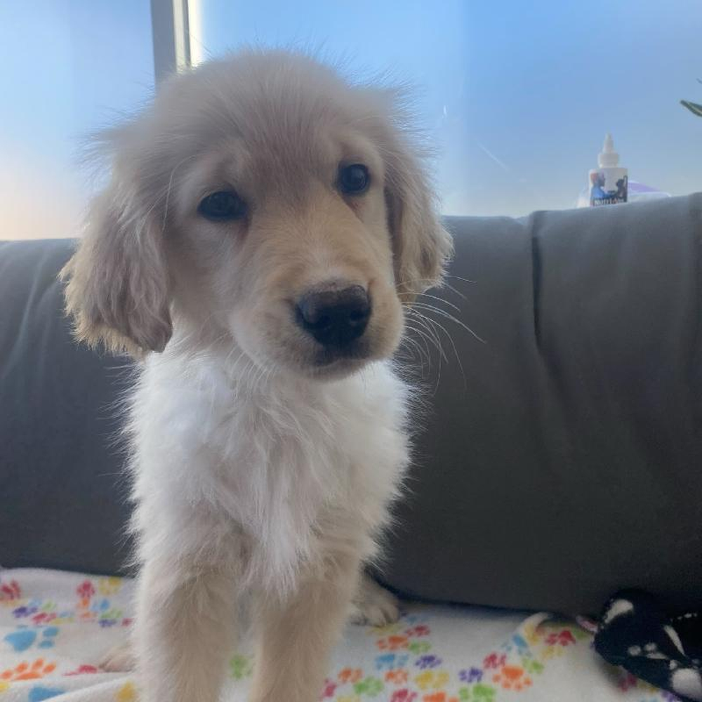 Male Golden Retriever puppy named Zaden for sale at Waggles Greensboro.