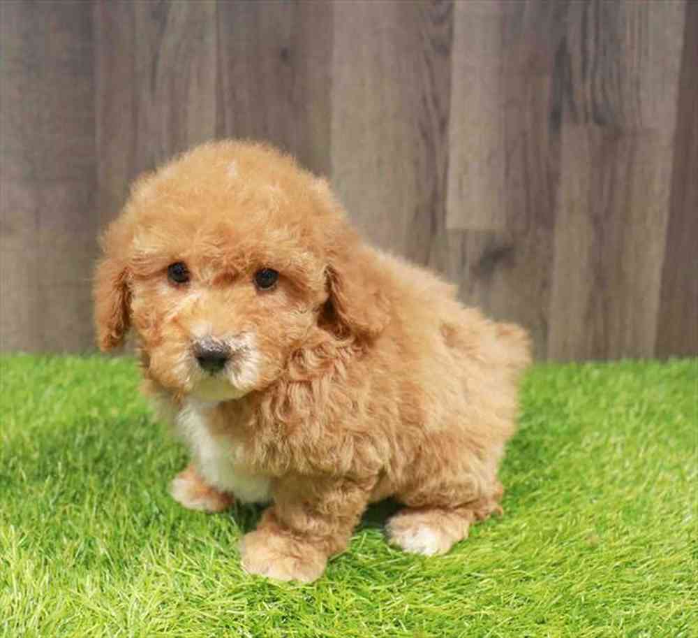 Female Cavapoo puppy named Clare for sale at Waggles Charlotte.