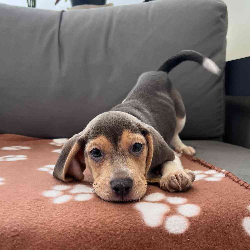 Male Beagle puppy named Shiloh for sale at Waggles Charlotte.