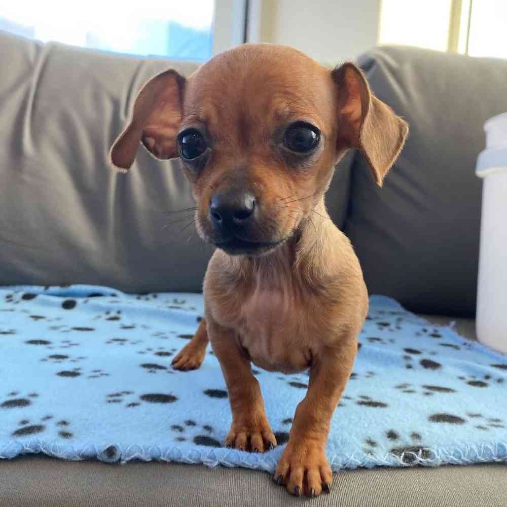 Female Chiweenie puppy named Linda for sale at Waggles Charlotte.