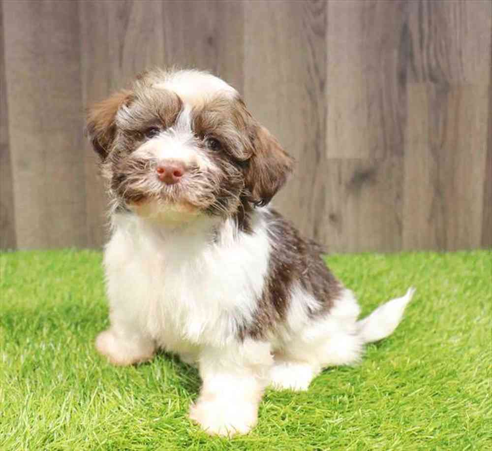Male Havanese puppy named Victor for sale at Waggles Charlotte.