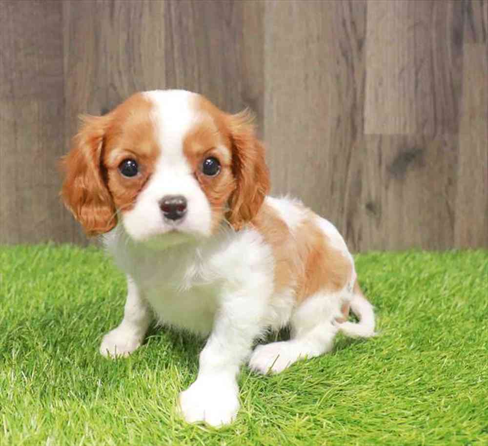 Female Cavalier King Charles Spaniel puppy named Georgia for sale at Waggles Greensboro.