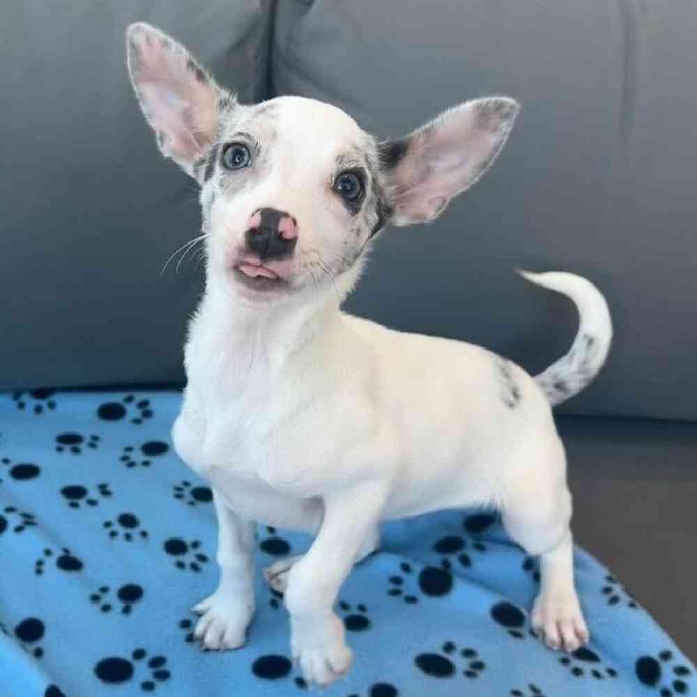 Female Chihuahua puppy named Cindy for sale at Waggles Charlotte.