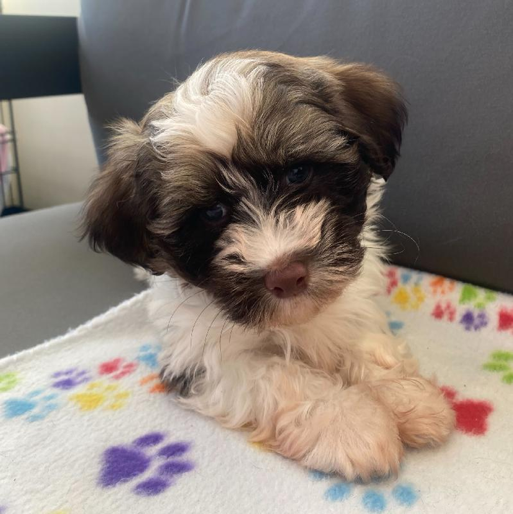 Male Havanese puppy named Victor for sale at Waggles Charlotte.