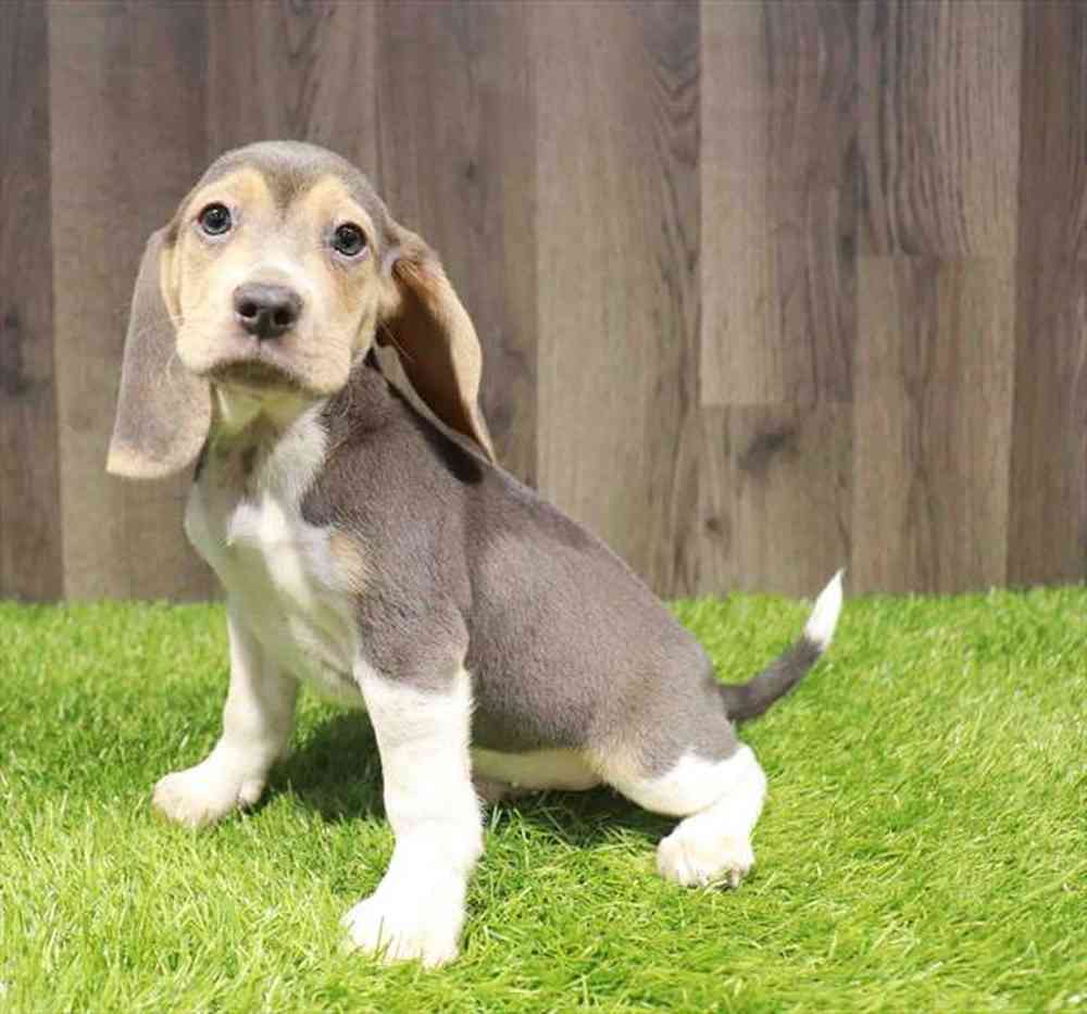 Male Beagle puppy named Shiloh for sale at Waggles Charlotte.