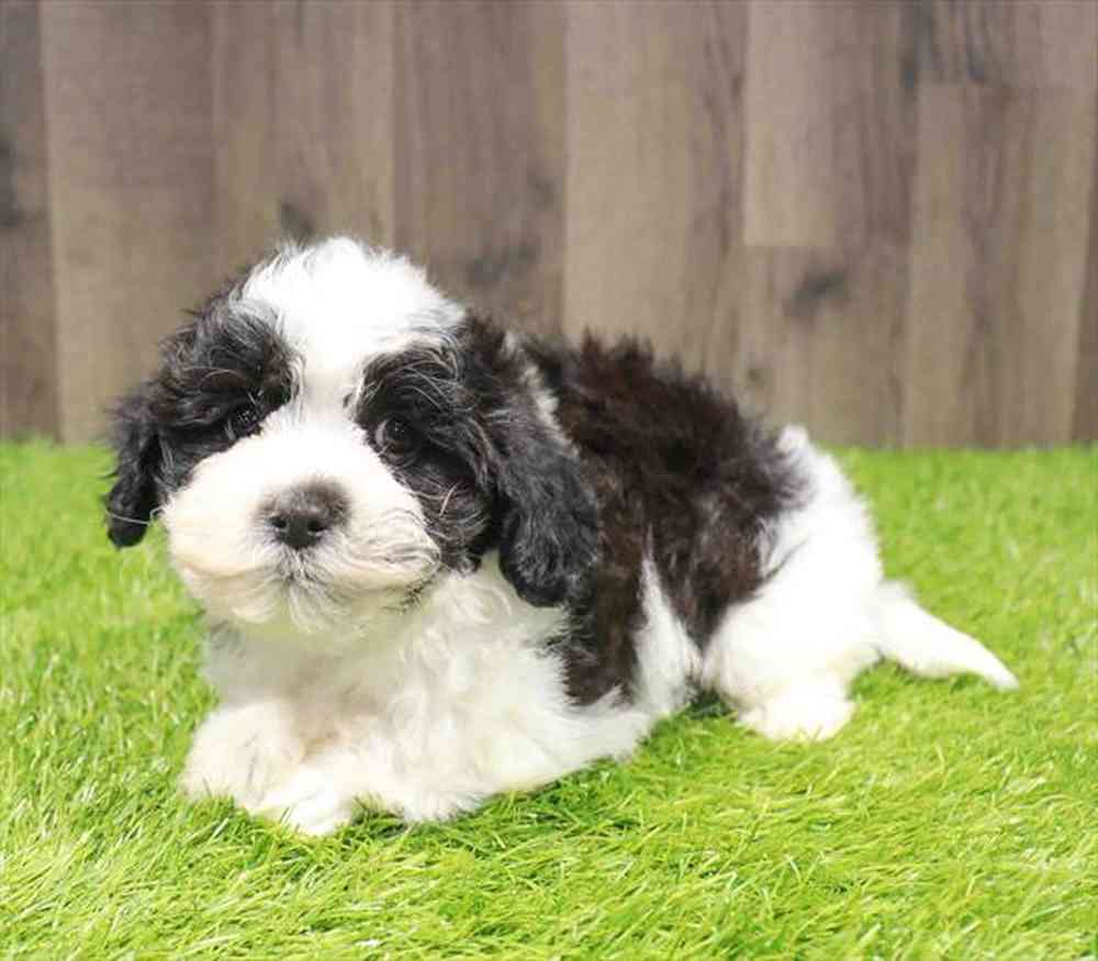 Male Bichapoo puppy named Tyler for sale at Waggles Greensboro.