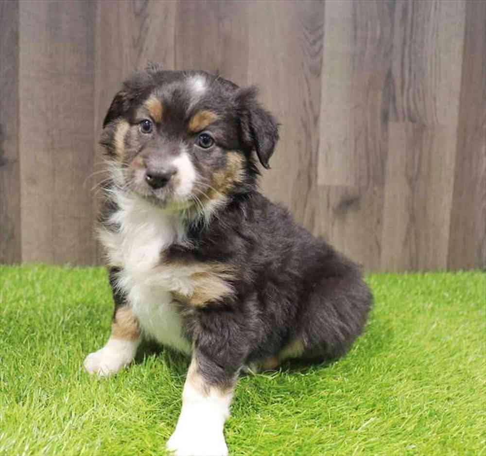 Female Mini Aussie puppy named Judith for sale at Waggles Greensboro.