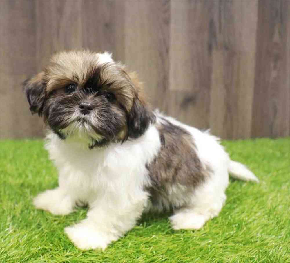 Male Shih Tzu puppy named Devon for sale at Waggles Charlotte.