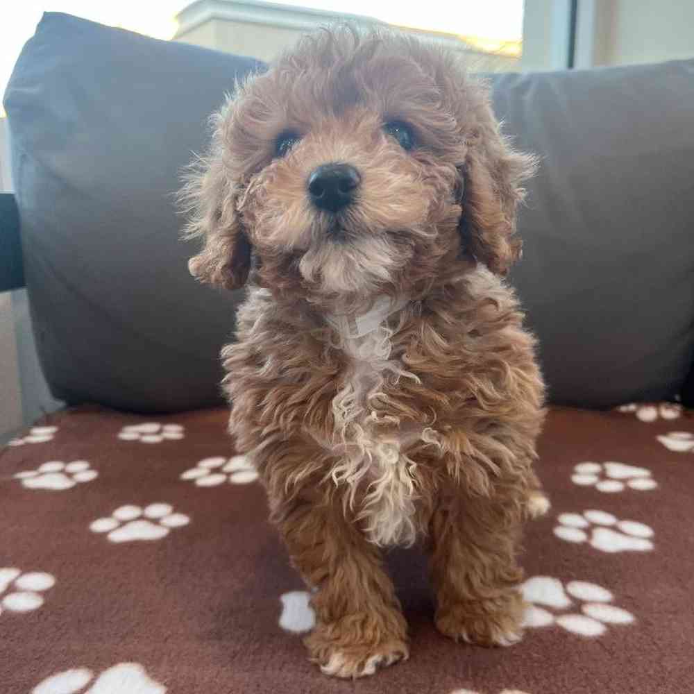 Female Cavapoo puppy named Clare for sale at Waggles Charlotte.