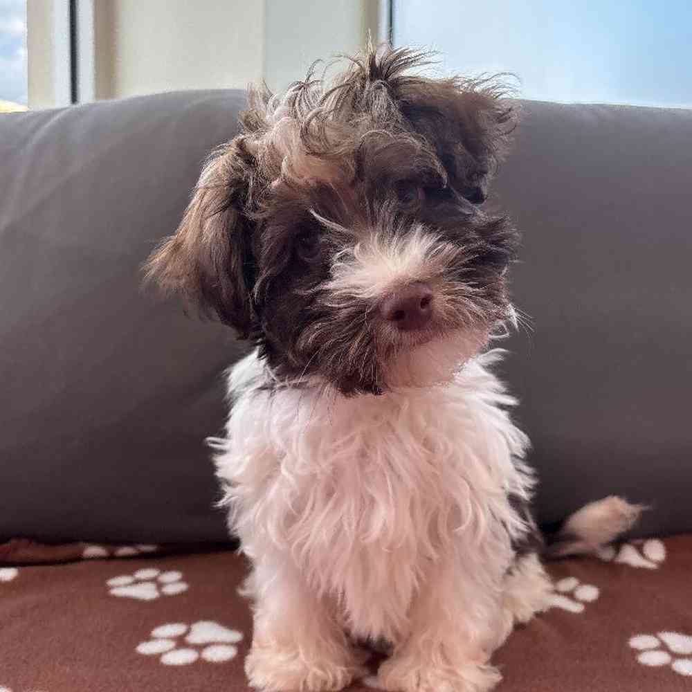 Male Havanese puppy named Victor for sale at Waggles Charlotte.