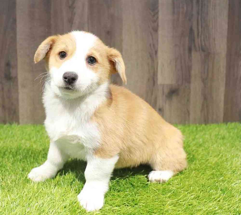 Female Pembroke Welsh Corgi puppy named Diana for sale at Waggles Greensboro.