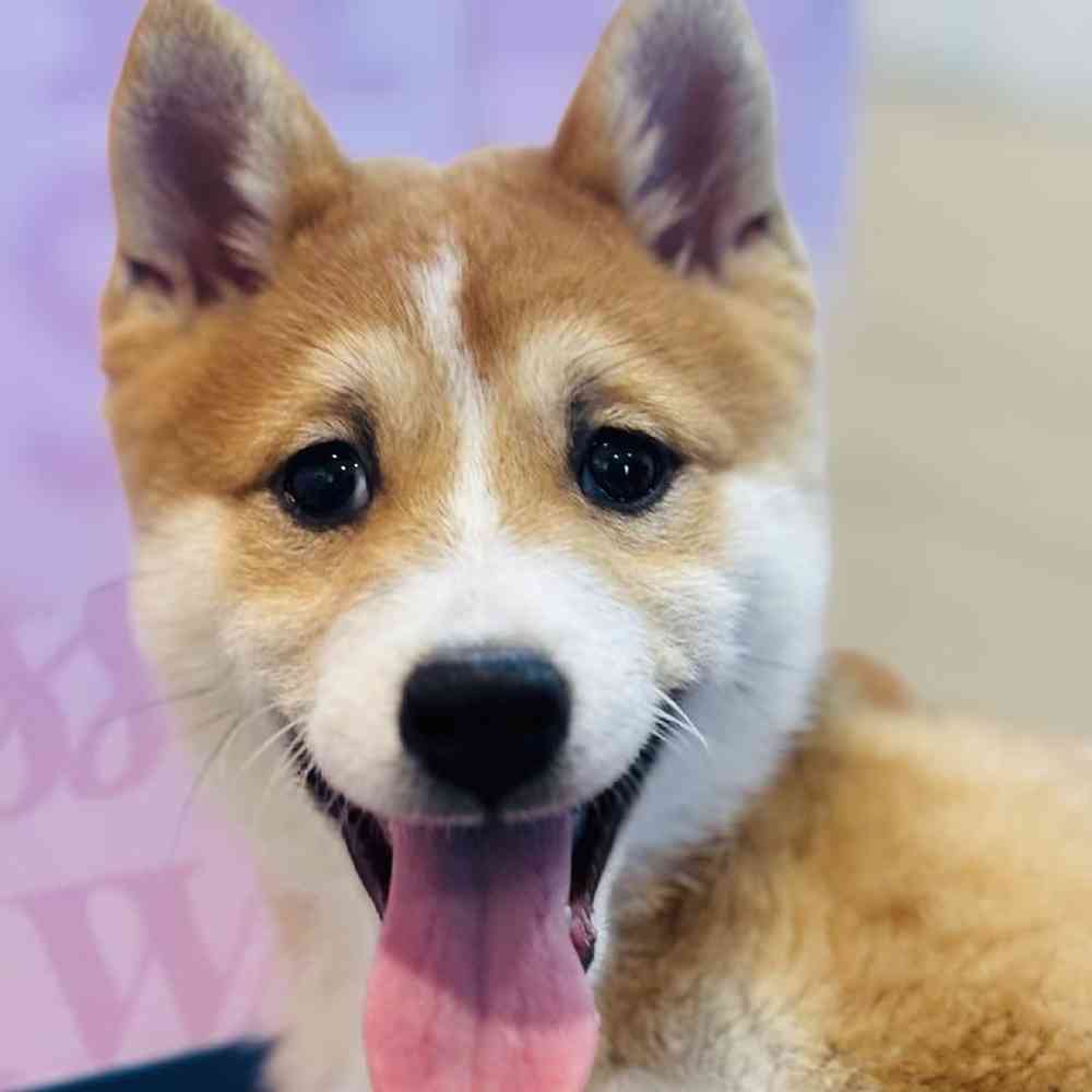 Female Shiba Inu puppy named Sophie for sale at Waggles Greensboro.