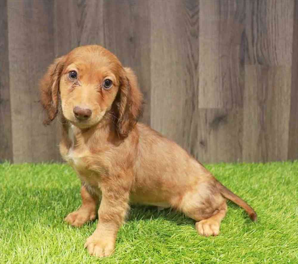 Male Dachshund puppy named Duncan for sale at Waggles Charlotte.