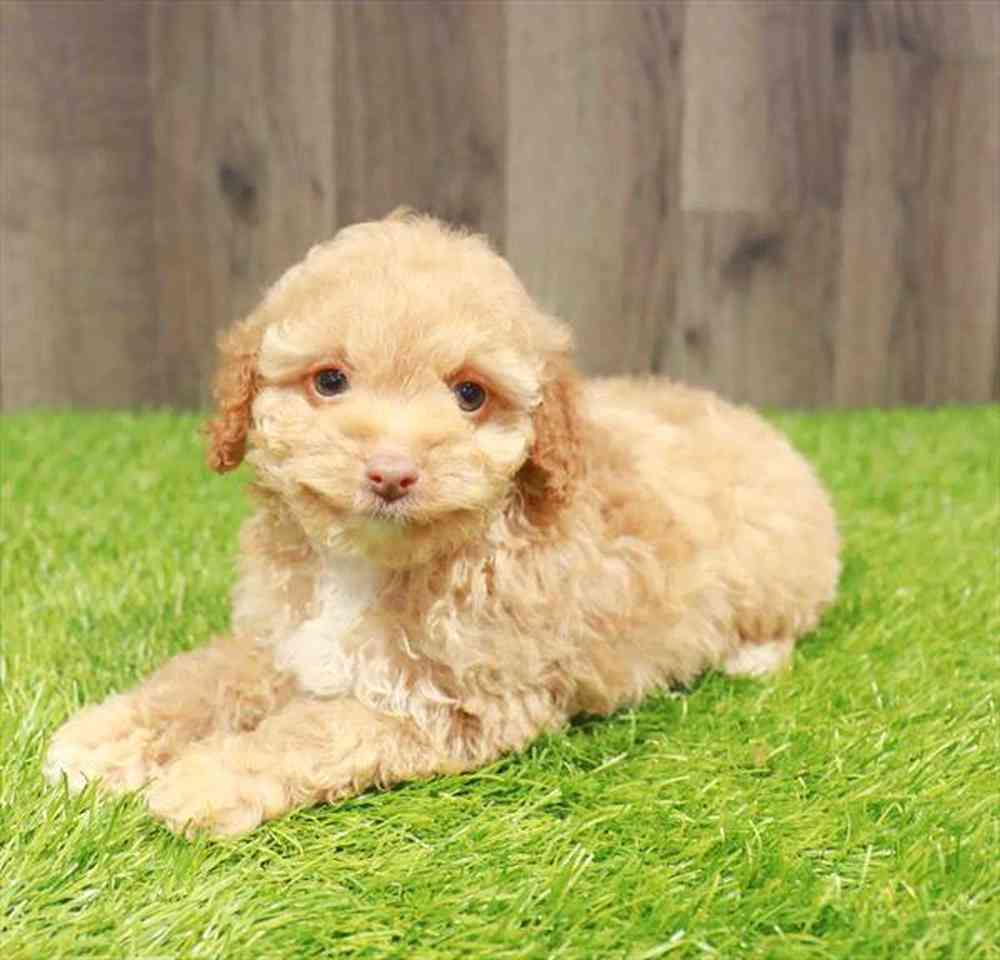 Female Poodle puppy named Scarlette for sale at Waggles Greensboro.
