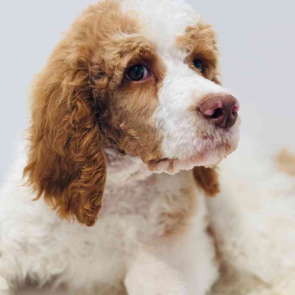 Male Poodle puppy named Raleigh for sale at Waggles Greensboro.