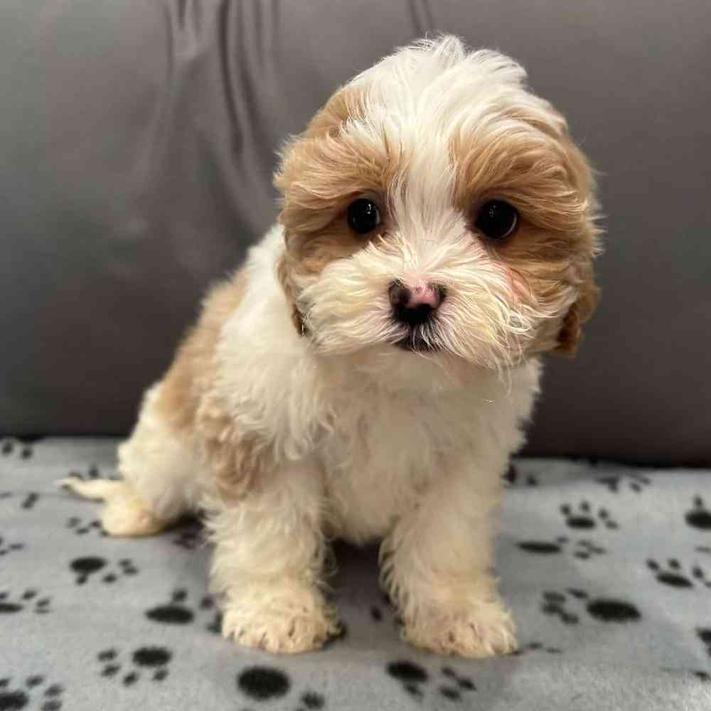 Female Shipoo puppy named Mina for sale at Waggles Charlotte.