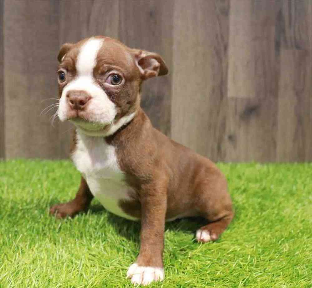 Male Boston Terrier puppy named Joseph for sale at Waggles Greensboro.