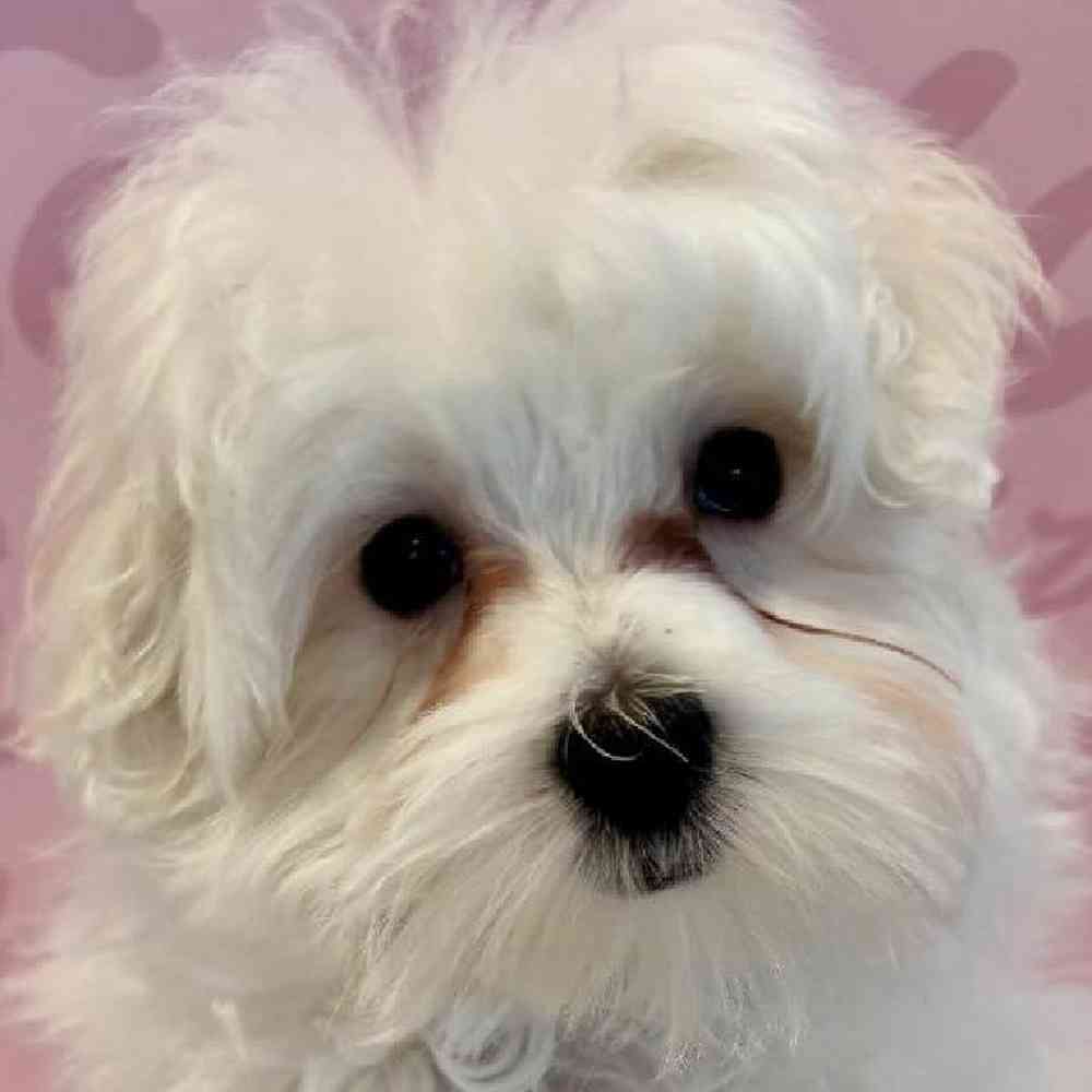 Male Maltese puppy named Costello for sale at Waggles Greensboro.