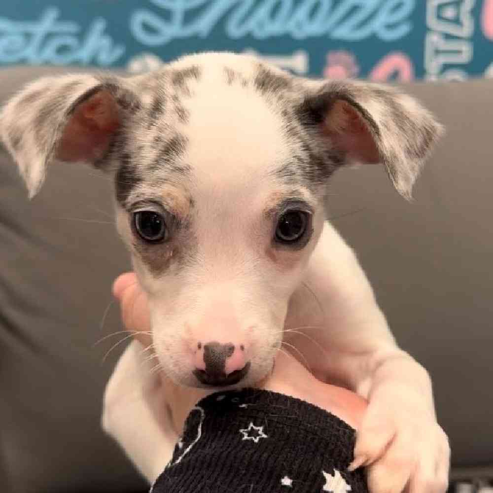 Female Chihuahua puppy named Cindy for sale at Waggles Charlotte.