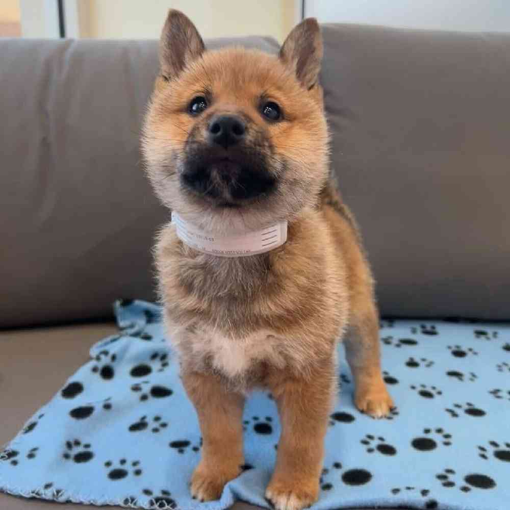 Male Shiba Inu puppy named Benson for sale at Waggles Charlotte.