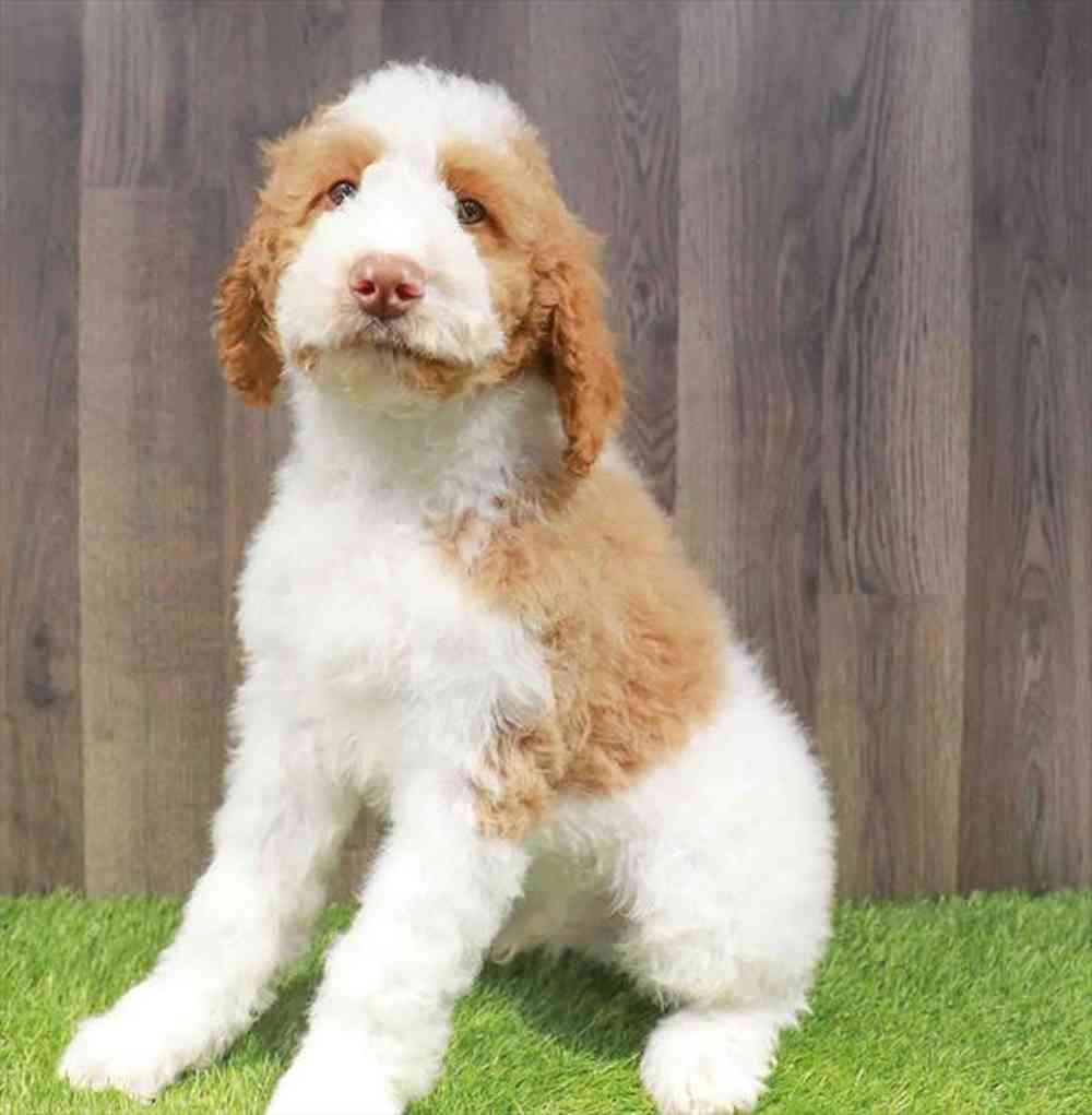 Male Poodle puppy named Raleigh for sale at Waggles Greensboro.