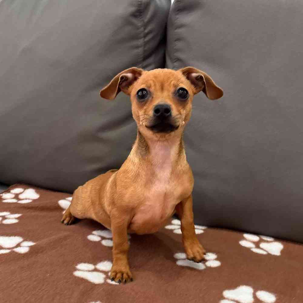 Female Chiweenie puppy named Linda for sale at Waggles Charlotte.
