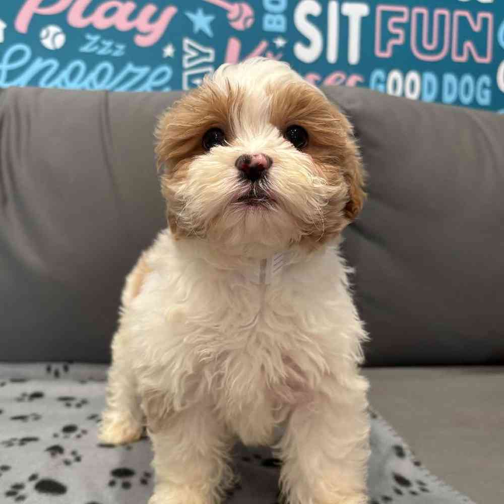 Female Shipoo puppy named Mina for sale at Waggles Charlotte.