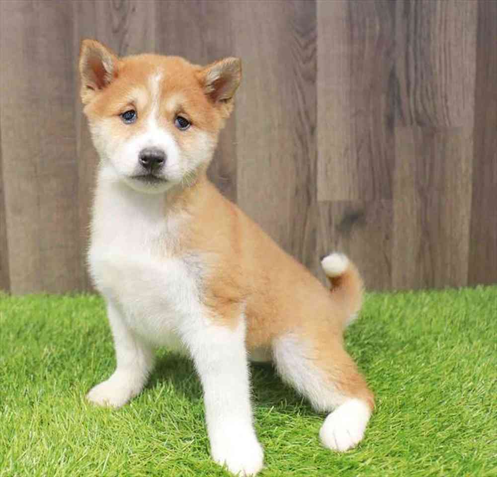 Female Shiba Inu puppy named Sophie for sale at Waggles Greensboro.