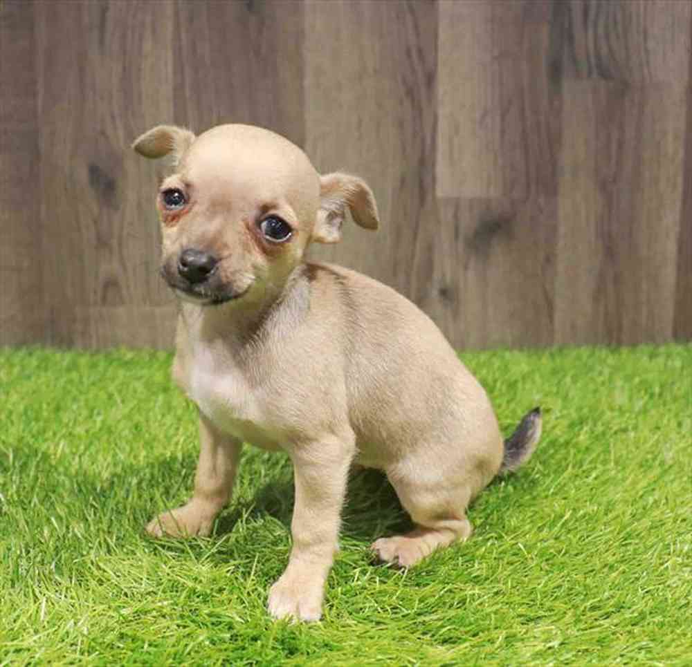 Female Chihuahua puppy named Mia for sale at Waggles Greensboro.