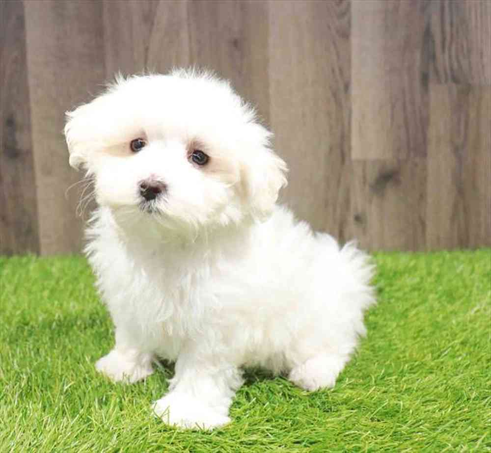 Male Maltese puppy named Costello for sale at Waggles Greensboro.