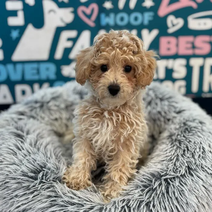 Male Bichapoo Puppy for Sale in Charlotte, NC image