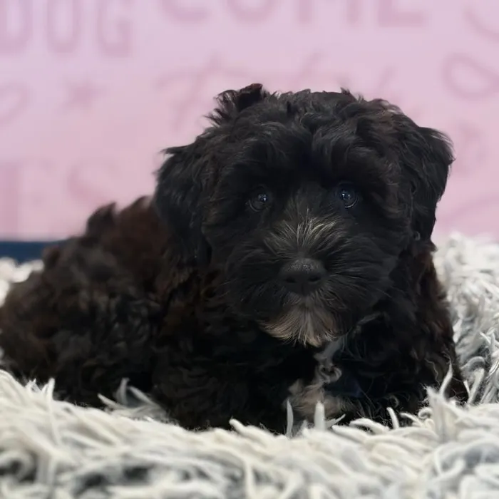 Male Whoodle Puppy for Sale in Greensboro, NC image