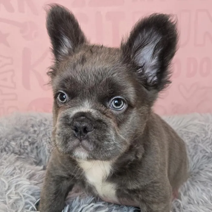 Male French Bulldog Puppy for Sale in Raleigh, NC image