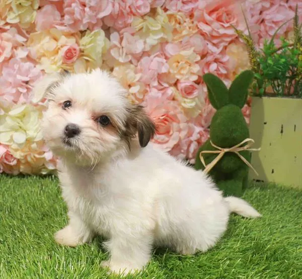 Female Shorkie puppy named Lili for sale at Waggles Greensboro.