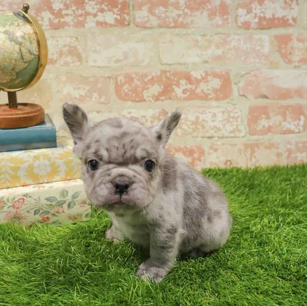 Female French Bulldog puppy named Pepper for sale at Waggles Raleigh.