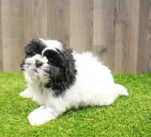 Male Shih Tzu puppy named Frampton for sale at Waggles Greensboro.