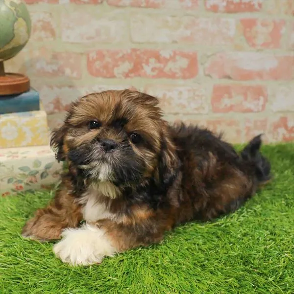 Male Shih Tzu puppy named Art for sale at Waggles Raleigh.
