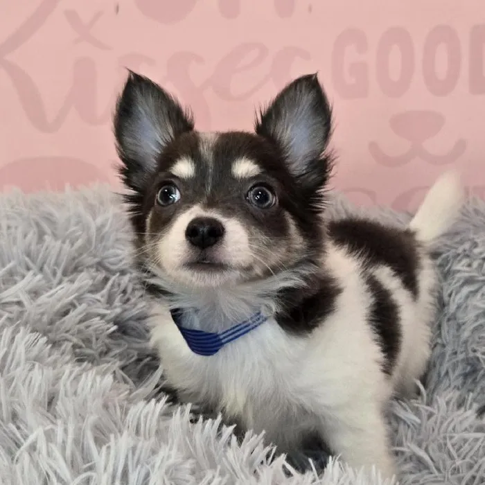 Male Chihuahua puppy named Robin for sale at Waggles Raleigh.