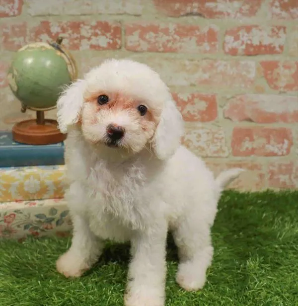 Female Maltipoo puppy named Freya for sale at Waggles Raleigh.