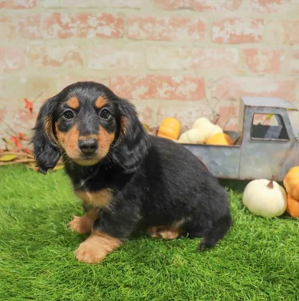 Male Dachshund puppy named Grayson for sale at Waggles Charlotte.