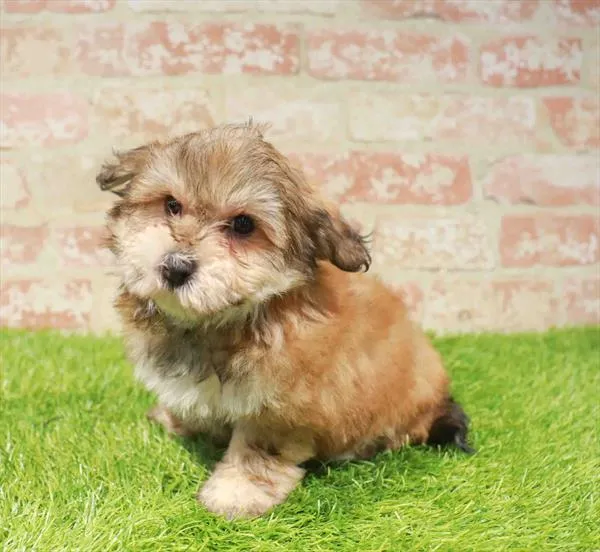 Male Yochon puppy named Tiger for sale at Waggles Greensboro.